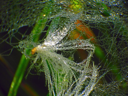 dew drops on a fan of thistle seed