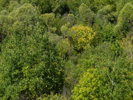 top view of the deciduous forest