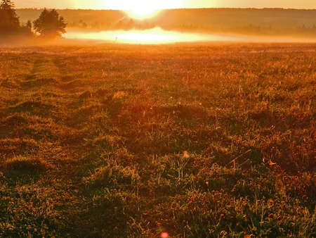 field in the old morning fog with treesの写真素材