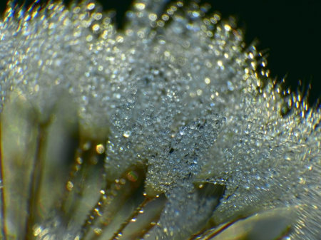 dew drops on the threads of the umbrella of dandelion seeds