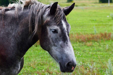 gray horse in a pastureの写真素材