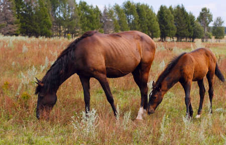 chestnut mare and foal in the pastureの写真素材