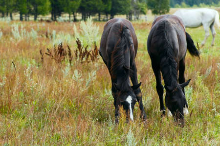 two gray horses grazing in a fieldの写真素材