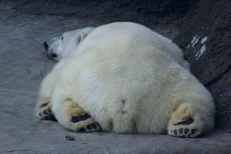 polar bear is back toの写真素材