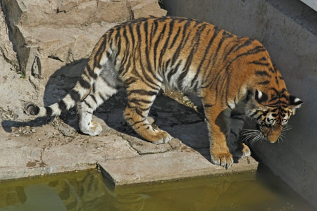 Tiger checks in a pool of water