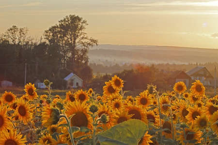 field of sunflowers at sunsetの写真素材