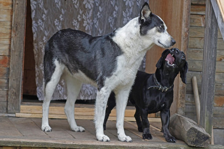 friendship of two dogs