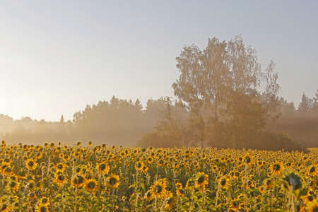 sunflower field in the morning mistの写真素材