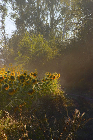 dewy morning at sunflower field with roadの写真素材
