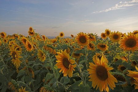 field of sunflowers