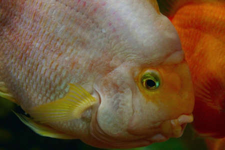 parrot fishの写真素材