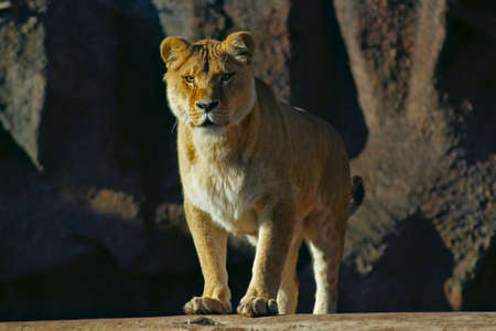 lion looking to the sideの写真素材