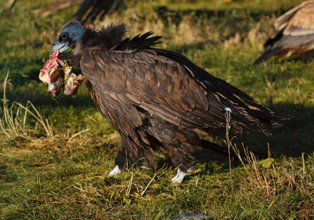 griffon dinnerの写真素材