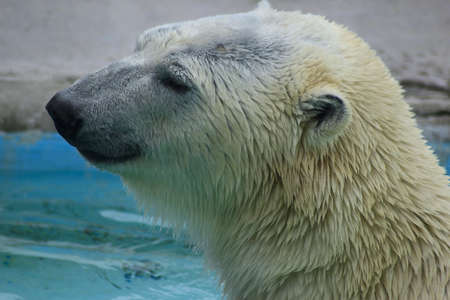 polar bearの写真素材