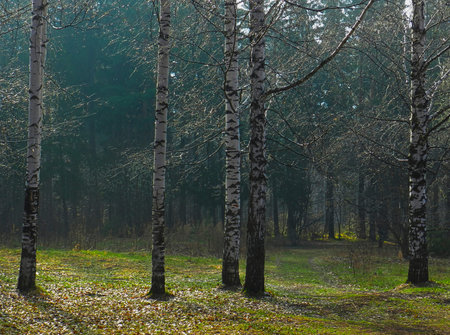 birch trunks lit by the morning sun in spring                               