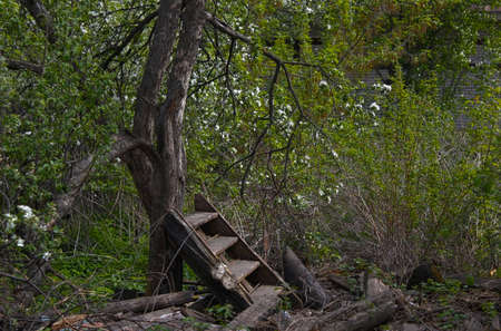 Spring deserted garden with old apple treeの写真素材
