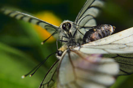 a pair of white butterflies making loveの写真素材