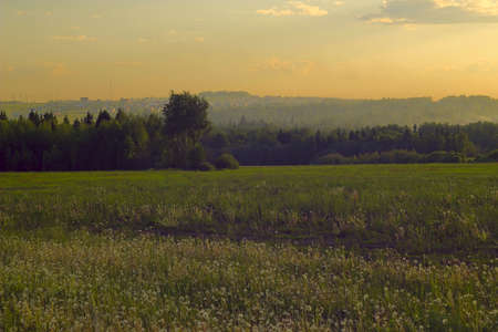 field in the sunset raysの写真素材