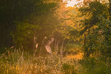 lowland meadow morningの写真素材