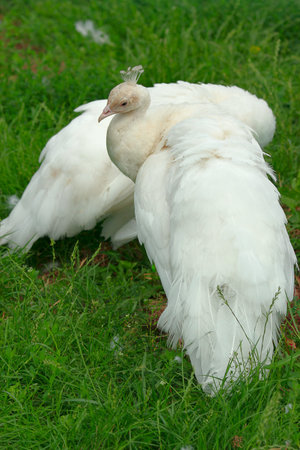 white peacock on green meadow