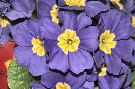 Blue Primulaの写真素材