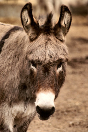 Donkey thinking is there food?