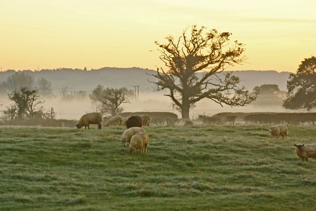 North Somerset moorland early morning November                     の写真素材