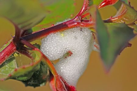The foam hiding place of a Froghopper larvaの写真素材