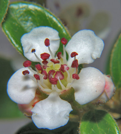 Cottoneaster blossom