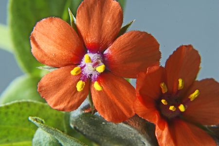 Scarlet Pimpernel, tiny wild flowers less than 1/4 inch in size.の写真素材