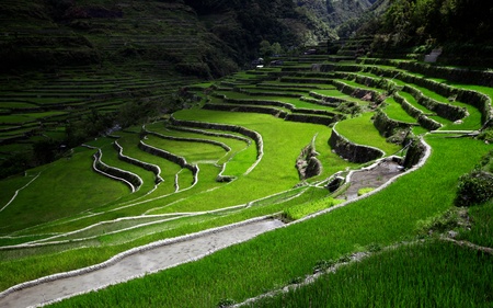 Rice terraces lit by sunraysの写真素材