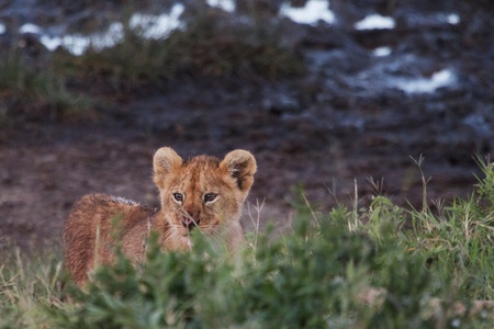 Lion Cubの写真素材