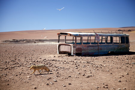 Fox high in the Andes