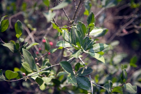 Coca plantの写真素材