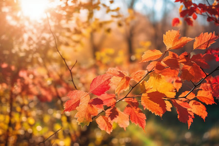 Autumn leaves in the sunlight. Beautiful nature background. Fall season.の素材