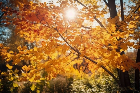 Autumn landscape with yellow maple leaves on the background of the sunの素材