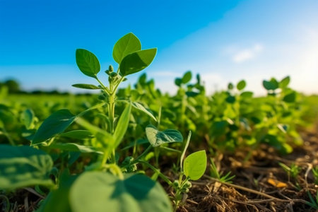 Soybean seedlings growing in the field. Young green soybean plants in the field.の素材