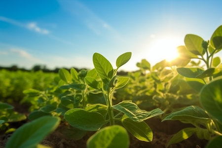 Soybean field in the morning light. Sprouts of soybean plants.の素材