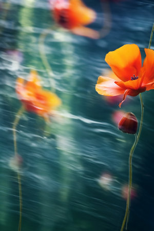 poppy flower in the water. soft focus, shallow DOFの素材