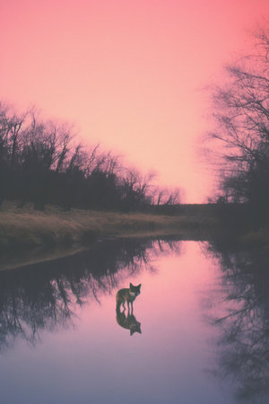 Silhouette of a wolf in the water at sunset, retro styleの素材