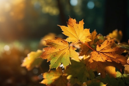 Autumn maple leaves in the sunlight. Beautiful nature background. Fall season.の素材