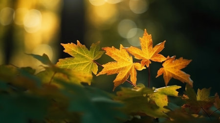 Autumn maple leaves in the sunlight. Beautiful nature scene. Soft focus.の素材