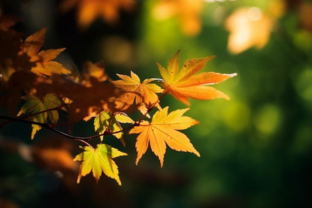 Autumn maple leaves on blurred background, selective focus, shallow DOF.の素材