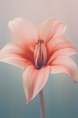 Beautiful pink lily flower on a blue background. Toned.の素材