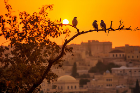 Birds on a tree in the city of Jerusalem, Israel.の素材