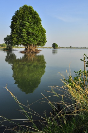 reflection tree landscapeの写真素材