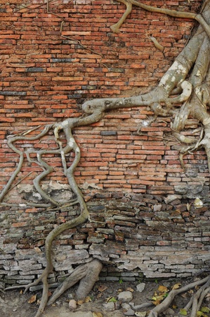 orange brick wall with ancient root tree の写真素材