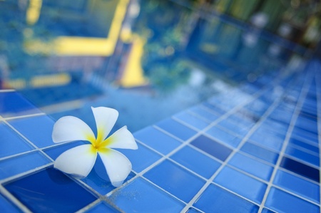 flower by pool with the reflectionの写真素材