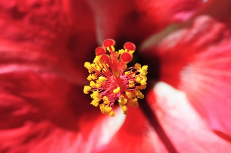 red flower close-upの写真素材