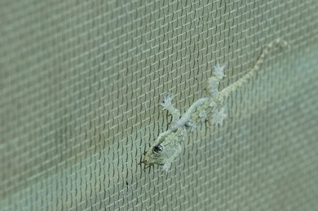 a lizard on the wallの写真素材